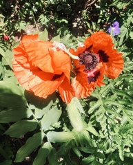 Saving Poppy Seeds