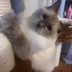 What's your DCat up to today? (Thread 8)