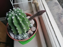 Triffid like cactus flower?