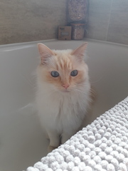 Two cats joined our family today! (includes photo)