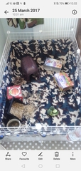Guinea pig - indoor dwelling