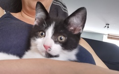 Ralph's whiskers...