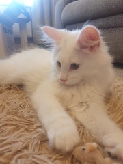 My kitten!