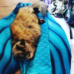 What's your DCat up to today? (Thread 8)