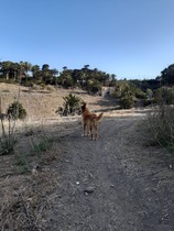 Adopting an old boy - am I crazy?