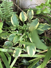 Lidl hostas