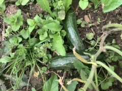 Allotment/Veg Patch Thread 15 - will winter ever end?