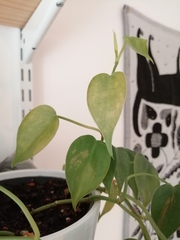 Heartleaf philodendron isn't happy
