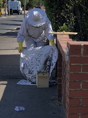 There's about 200 wasps outside my house going bonkers