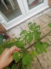 What's wrong with my blackberry bush?