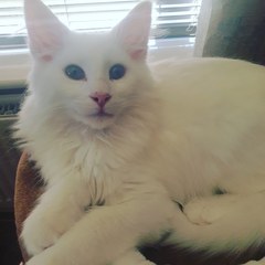 Cat tree purchase regret
