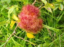 to ask what this is?