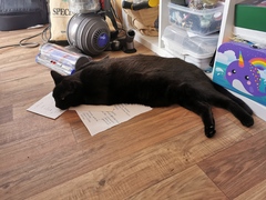 What's your DCat up to today? (Thread 8)