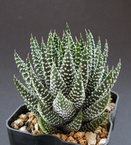 Succulent ID