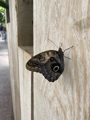 Lockdown (almost) over and frugalling continues!