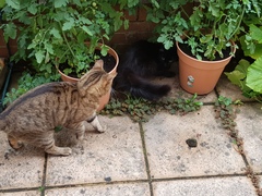 Thug Cat part 2. What, has this thing appeared again tonight?