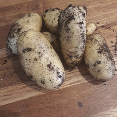 Allotment/Veg Patch Thread 15 - will winter ever end?