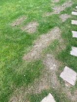 Help - I think DH has killed our new lawn