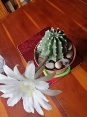 Triffid like cactus flower?