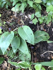 Lidl hostas
