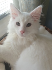 Getting two kittens tomorrow and feeling nervous. Need some advice