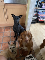 Ridiculous Hound Pics Thread