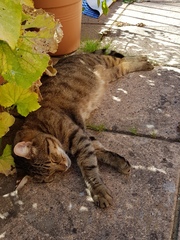 Thug Cat part 2. What, has this thing appeared again tonight?