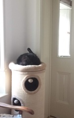 Cat tree purchase regret