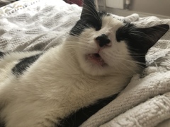 If you have 2 cats what do you feed them, how much and where do you buy it from?