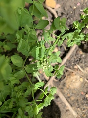 What is this that’s taking over our borders