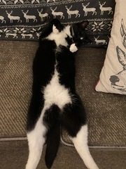 To be uncomfortable about pet ownership?