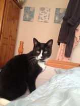 Would you get another cat?