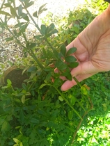 Plant ID x2 please
