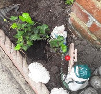 Secret gardening club