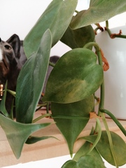 Heartleaf philodendron isn't happy