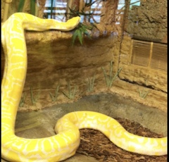 Omg snake in garden