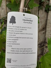 Trees for small gardens