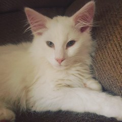 Cat tree purchase regret