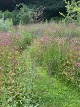 Wildflower garden area / meadow