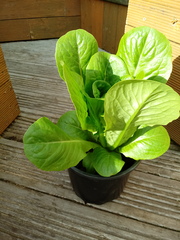 Lettuce help