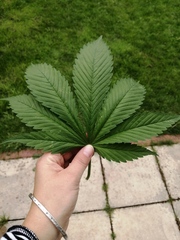 Can anyone identify this plant and leaf?