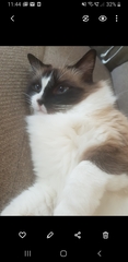 Cat tree purchase regret