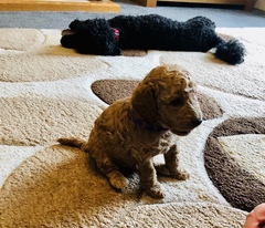 Poodles