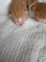 Adopting two gorgeous kittens - any advice?