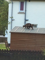 What kind of cat is this?