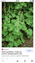 Does anyone recognise this plant?