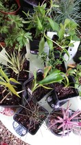 Secret gardening club