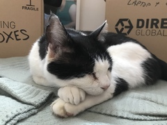 Senior rescue cat - the first days