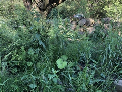 Does anyone recognise this plant?