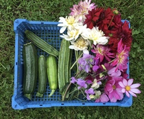 Allotment/Veg Patch Thread 15 - will winter ever end?